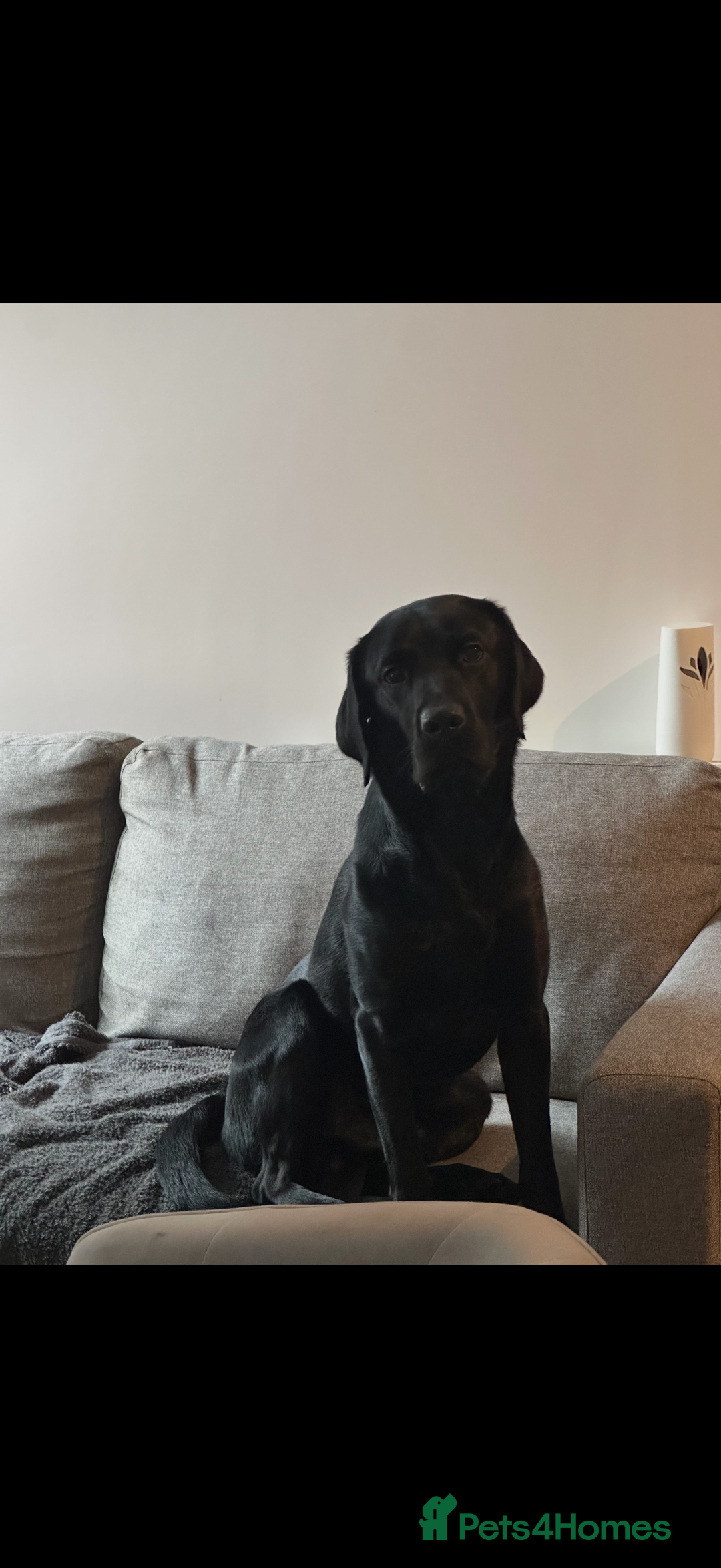 Labrador Retriever dogs for sale: 4 year old Labrador retriever  - Advert 2