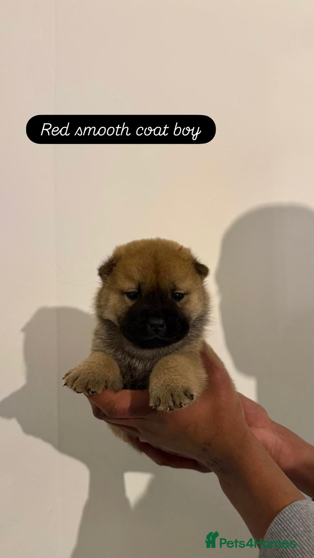 Chow Chow dogs for sale: 3 beautiful chow chows available. - Advert 4