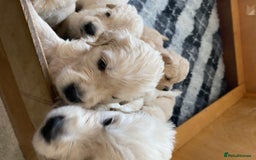 Golden Retriever dogs for sale: Stunning Golden Retrievers KC Reg - Image 7
