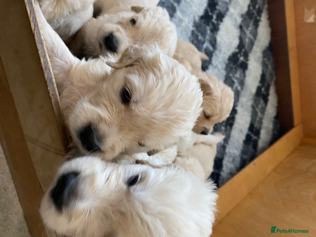 Golden Retriever dogs for sale: Stunning Golden Retrievers KC Reg - Image 7