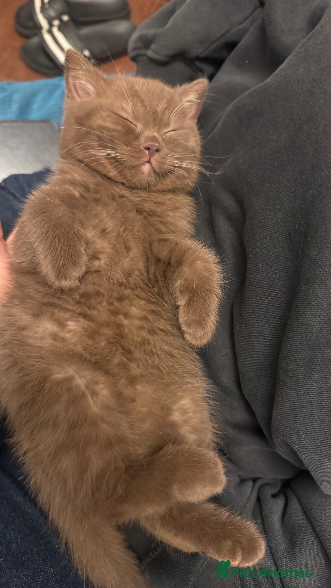 British Shorthair cats for sale: Beautiful chocolate British short hair  - Advert 1