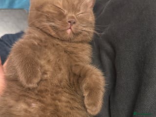 British Shorthair cats Beautiful chocolate British short hair - Advert 13