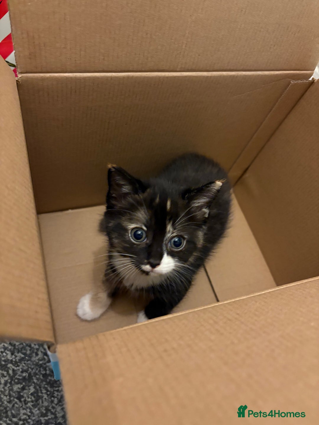 Mixed Breed cats for sale: Ragdoll cross kittens  - Advert 16