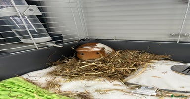 Guinea Pig rodents - Advert 4