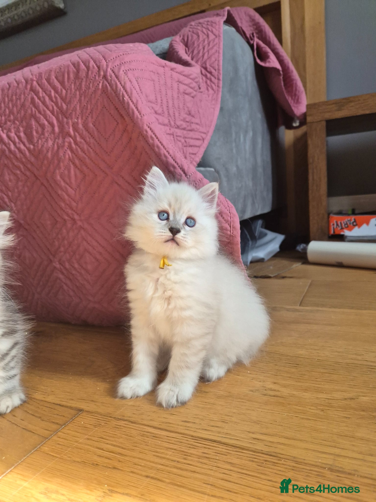 Siberian cats 1 Stunning Siberian boy ( registered) - Advert 7