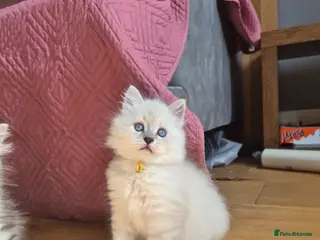 Siberian cats 1 Stunning Siberian boy ( registered) - Advert 7