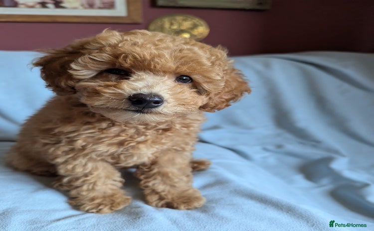 Toy Poodle dogs - Advert 13