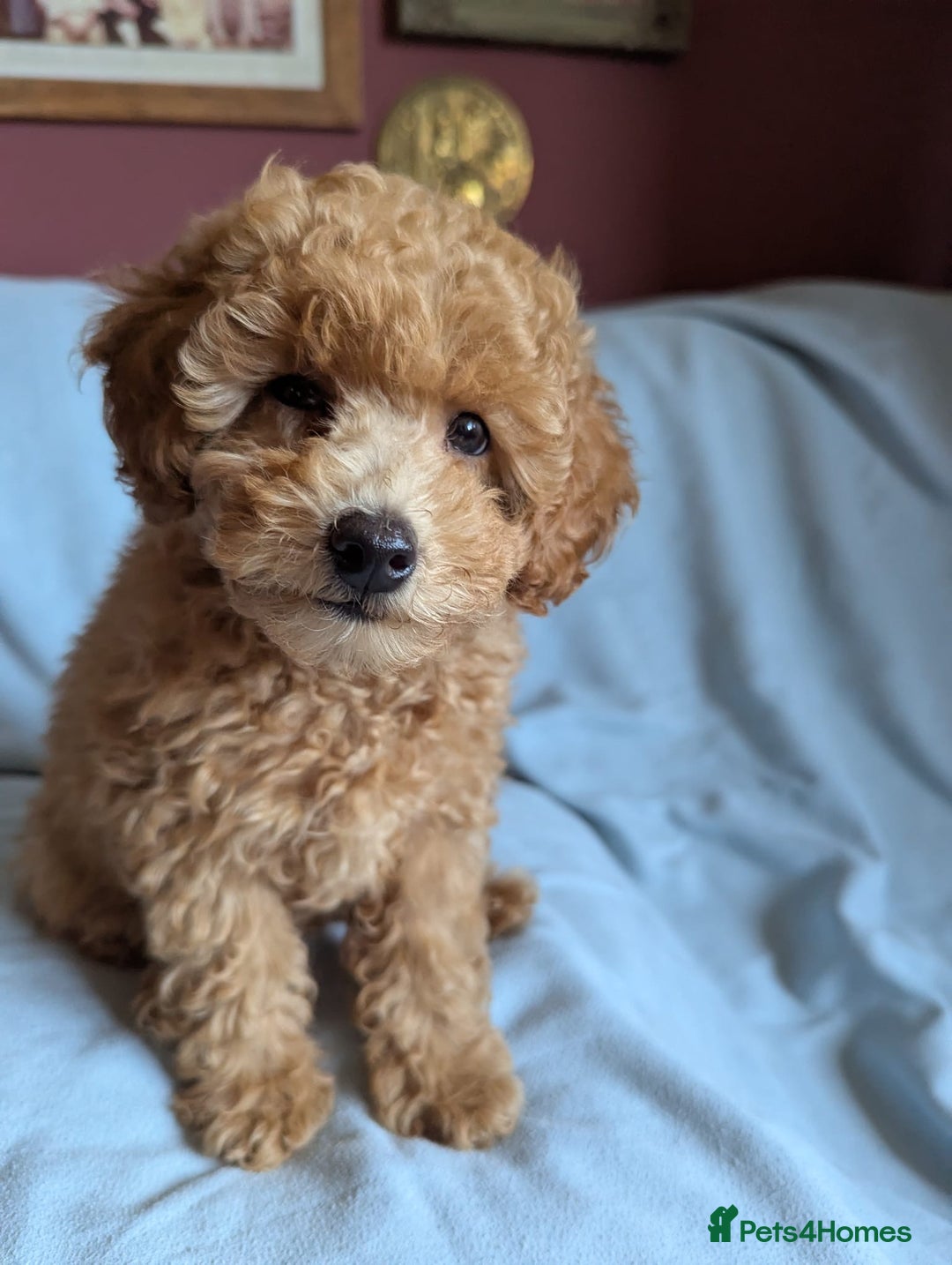Toy Poodle dogs for sale: Tiny Red Toy Poodles Available now - Image 4
