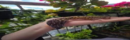 Leopard Gecko reptiles for sale: 2 female leopard geckos in Edinburgh - Advert 5