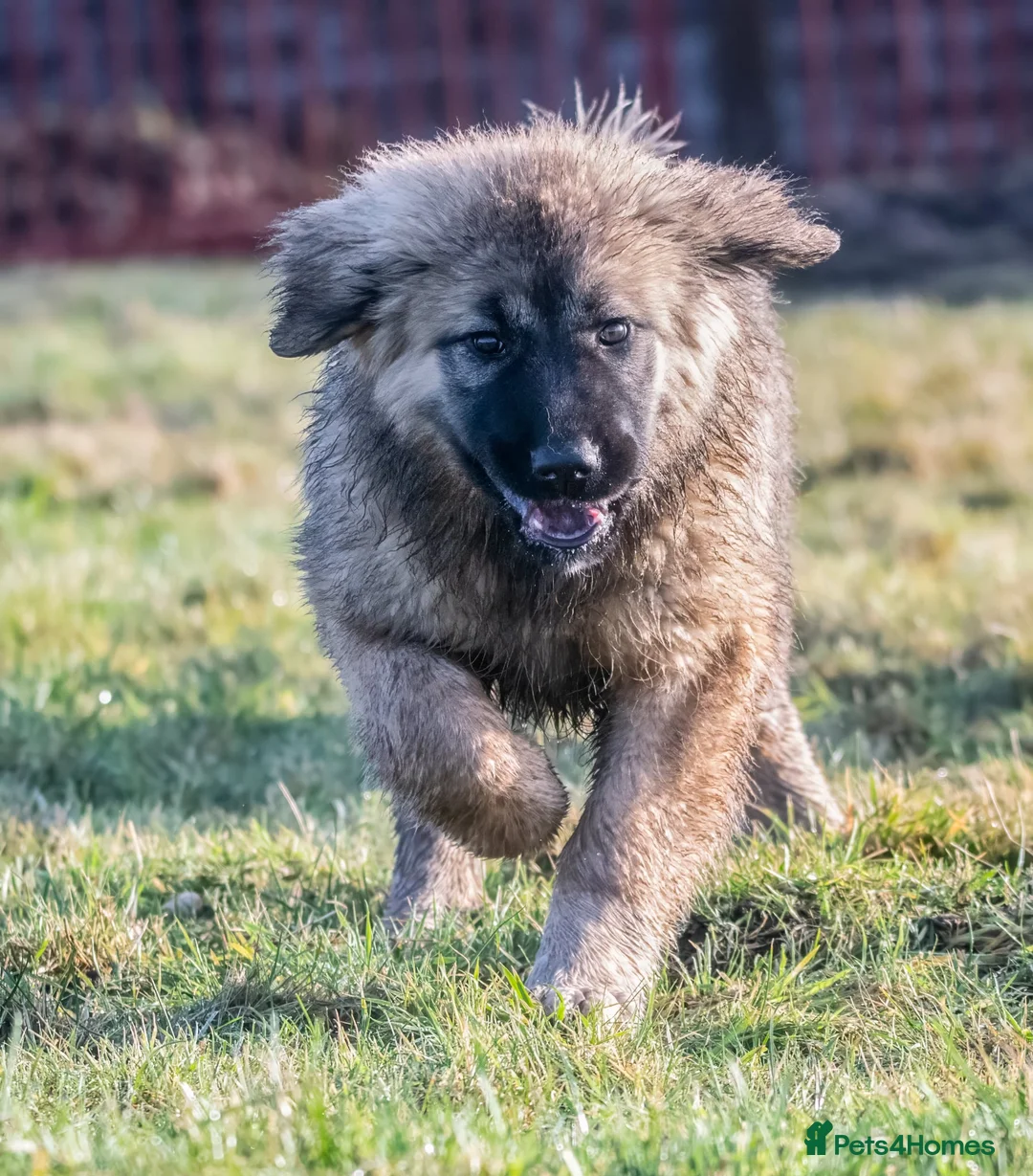 Caucasian Shepherd Dog dogs for sale: Caucasian Shepherd ( Caucasian Ovcharka ) RKC regg - Advert 5