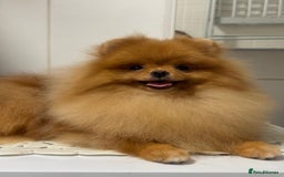 Pomeranian dogs for sale: White and Orange Pomeranian Boys in London - Image 16