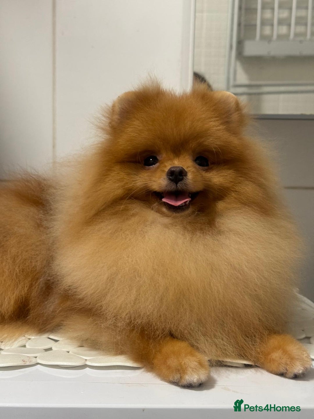 Pomeranian dogs for sale: White and Orange Pomeranian Boys in London - Image 16