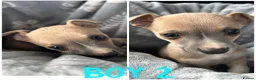 Mixed Breed dogs for sale: Chihuahua cross Whippet Puppies  - Advert 7