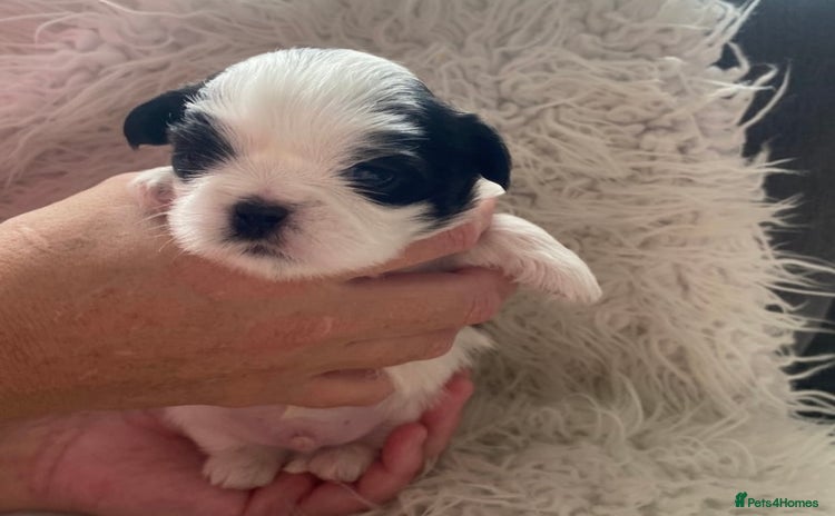 Shih Tzu dogs - Advert 2