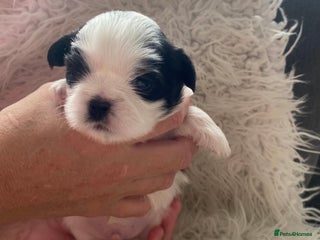 Shih Tzu dogs for sale - Advert 1