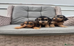 Cockapoo dogs for sale: F1 Cockapoos puppies (council licensed breeder) - Image 14