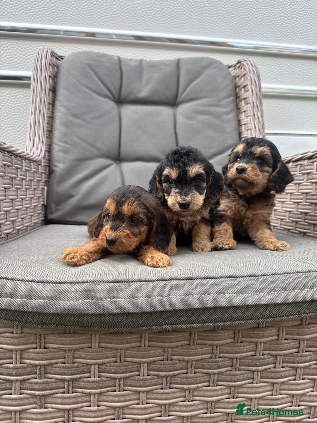 Cockapoo dogs for sale: F1 Cockapoos puppies (council licensed breeder) - Image 14