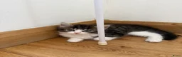 Ragdoll cats for sale: 4 Ragdoll Tabby Kittens in London - Advert 10