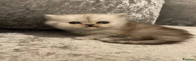 Persian 2