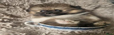 Pomeranian 3