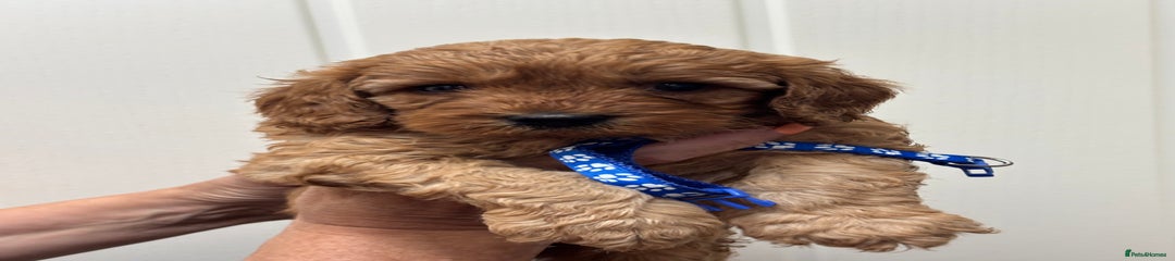 Cavapoo Puppy 7