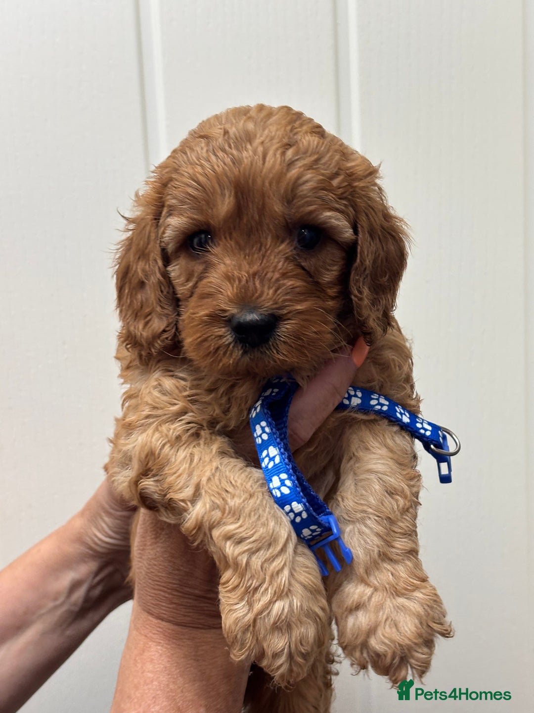 Cavapoo dogs for sale: ❤️ F1B CAVAPOOS 5* health checked ❤️ - Image 12
