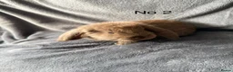 French Lop rabbits for sale: French lop  - Advert 3