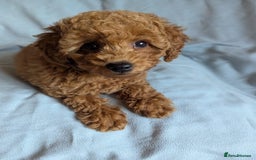Toy Poodle dogs for sale: Tiny Red Toy Poodles Available now - Image 11