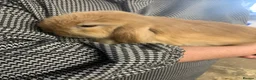 Mini Lop rabbits for sale: Mini lops  - Advert 13