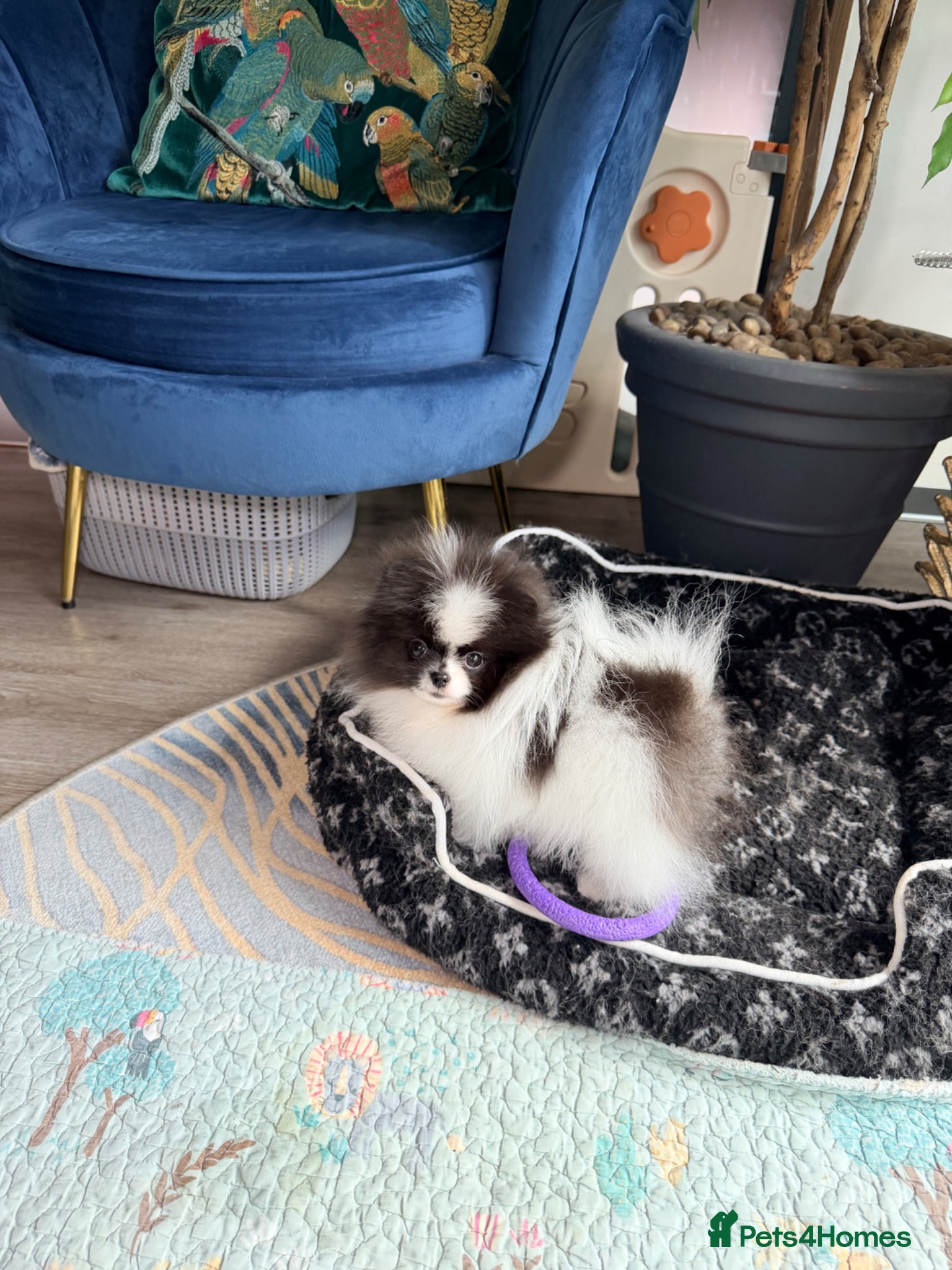 Pomeranian dogs Party color Pomeranian girl like a panda bear - Advert 13