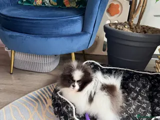 Pomeranian dogs Party color Pomeranian girl like a panda bear - Advert 13