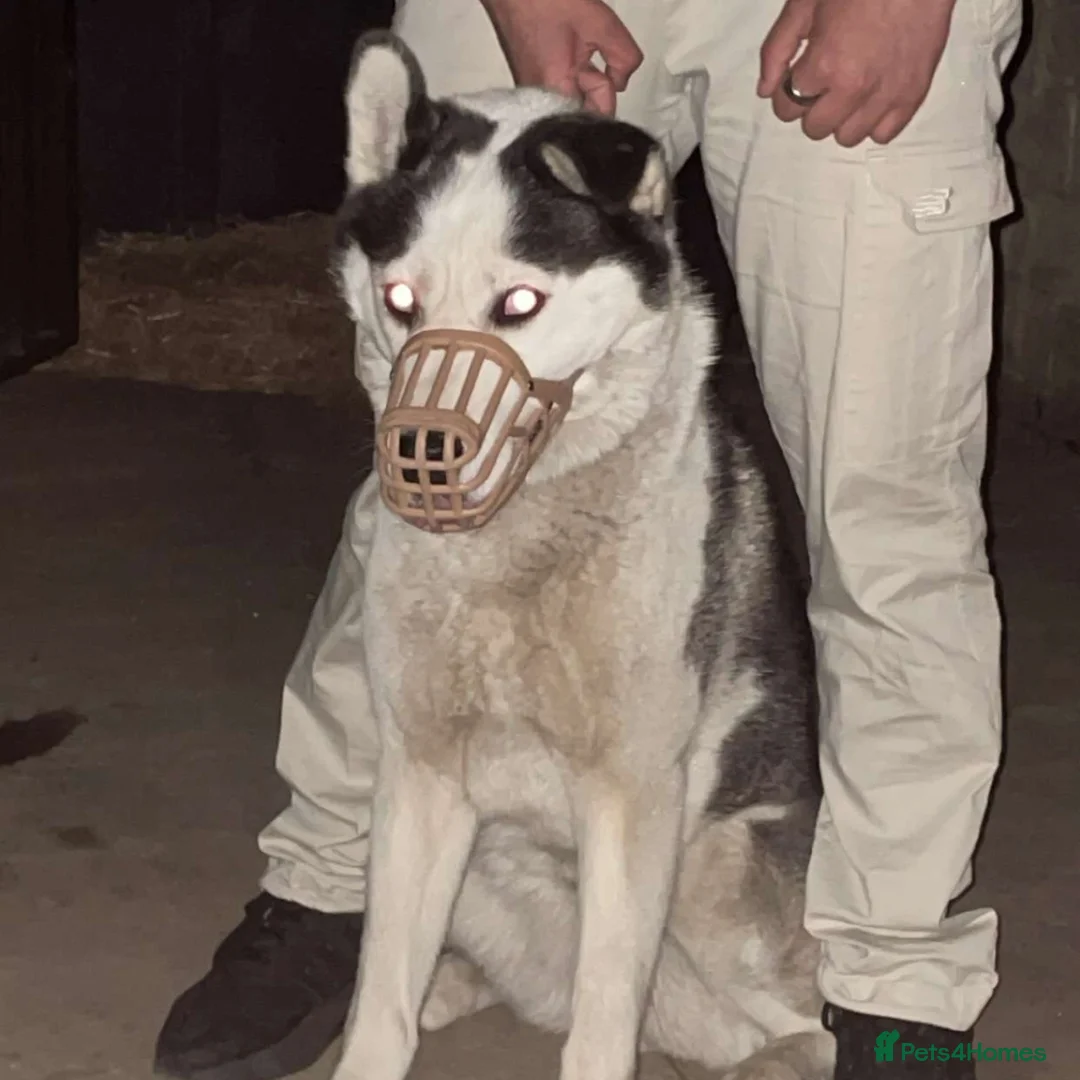 Siberian Husky dogs for sale: Pure Husky pups for sale  - Advert 2