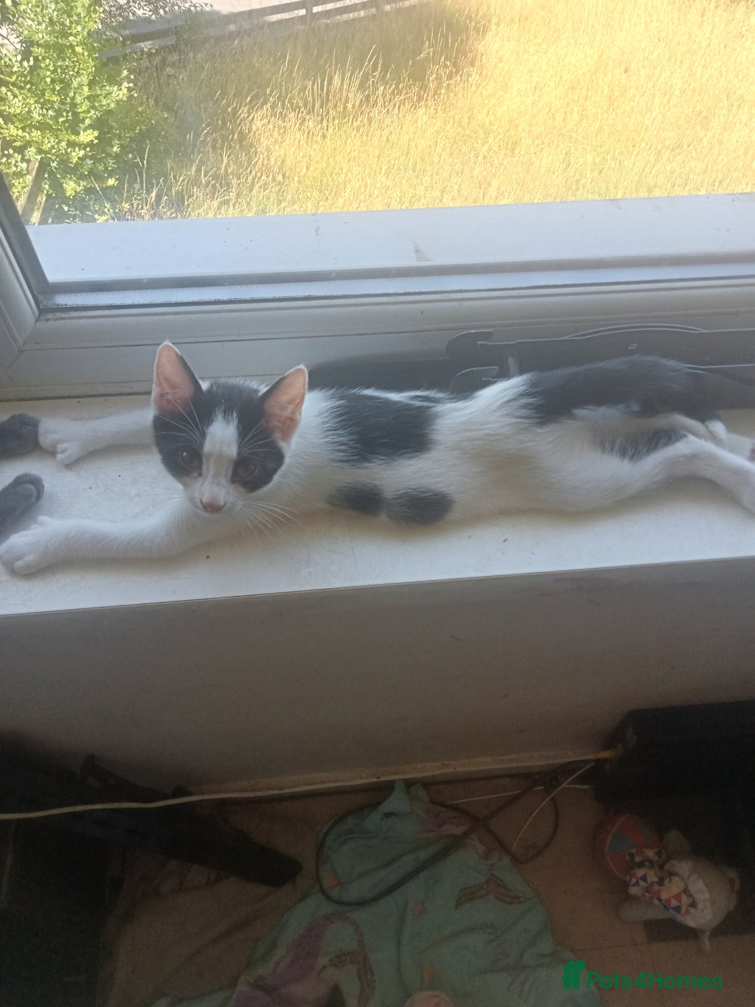 Mixed Breed cats for sale: Kittens ready for new home  - Image 3