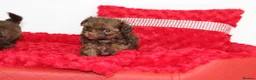 Shihpoo dogs for sale: Chocolate shihpoo’s  - Advert 14