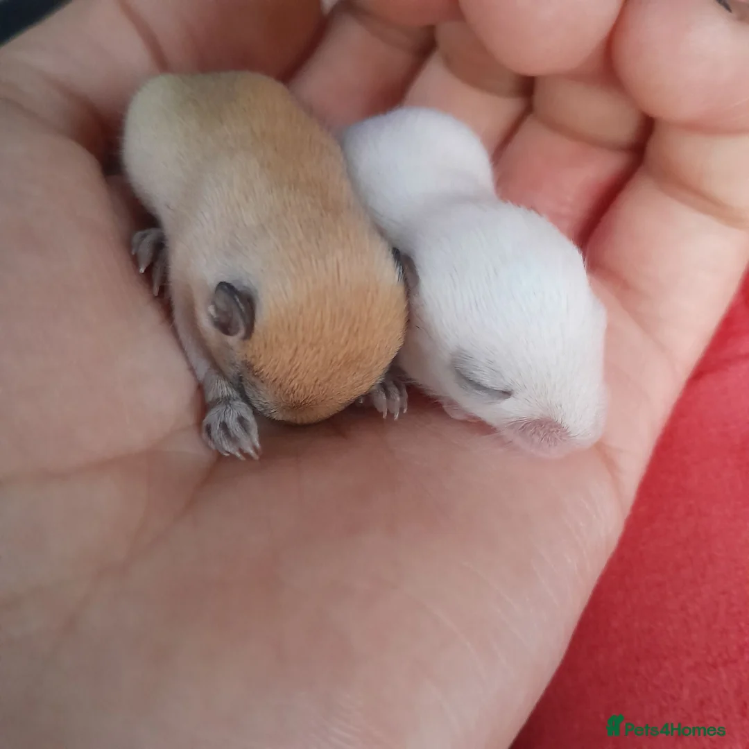 Gerbil rodents for sale: 2 male gerbils for reservation only!! in London - Advert 1
