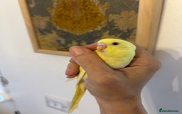 Budgerigars birds for sale: Hand reared budgies - Image 5