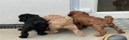 Cockapoo dogs for sale: Stunning Cockapoo Puppies — Homes for Life Only in Banbury - Advert 1