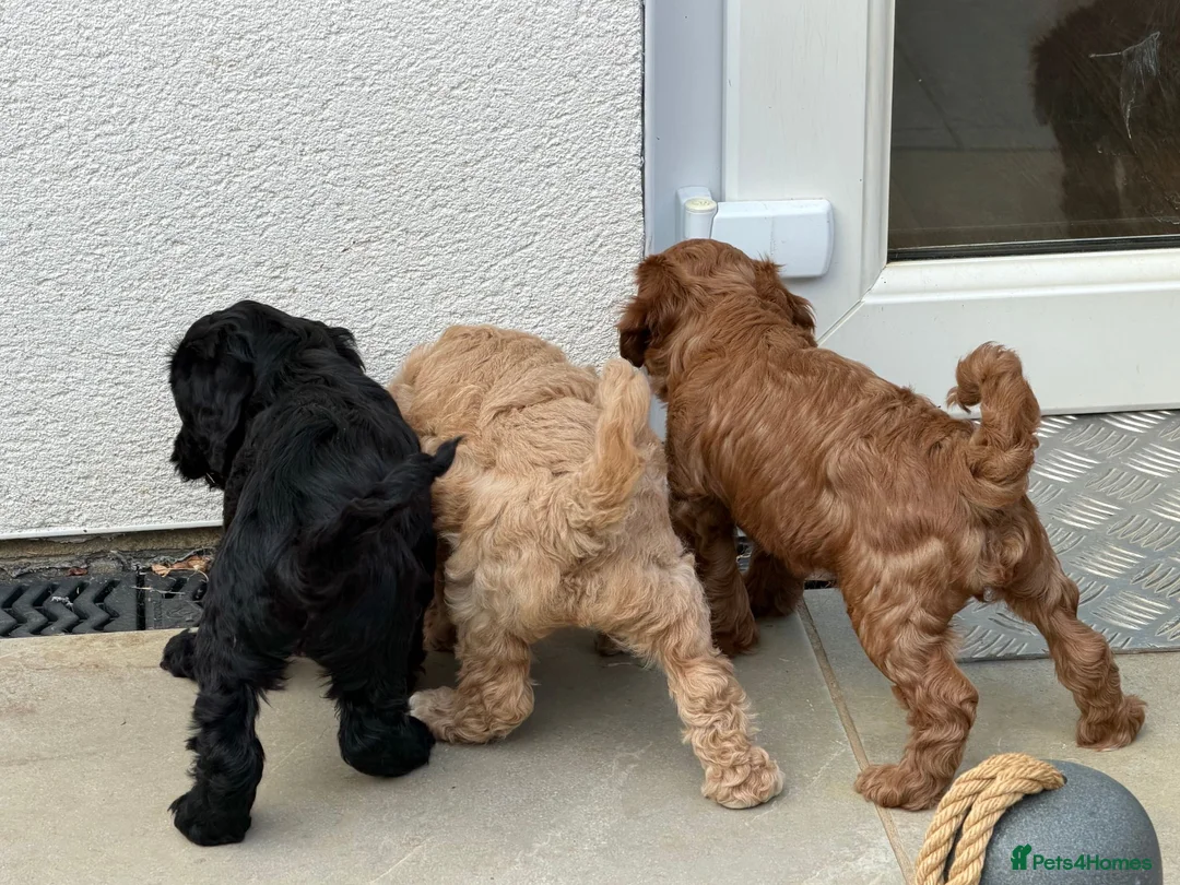 Cockapoo dogs for sale: Stunning Cockapoo Puppies — Homes for Life Only in Banbury - Advert 1