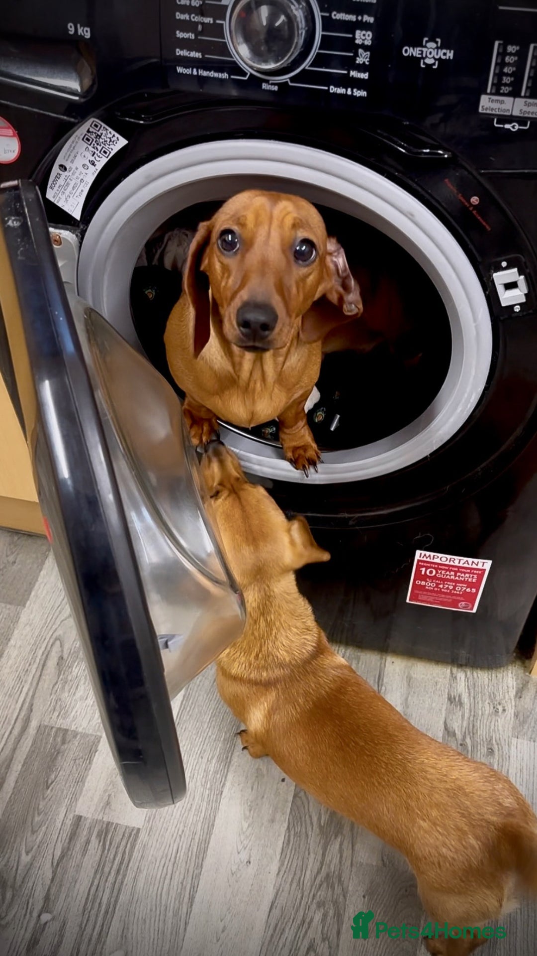 Miniature Dachshund dogs for sale: 3yr KC reg red dachshund  - Advert 1