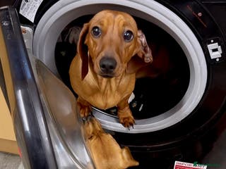 Miniature Dachshund dogs 3yr KC reg red dachshund - Advert 1