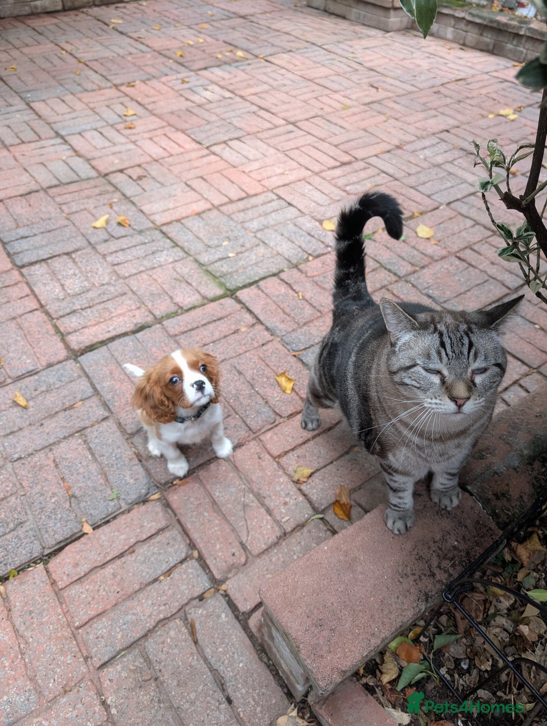 Cavalier King Charles Spaniel dogs for sale: SOLD Fully vaccinated male CKCS puppy  - Image 16