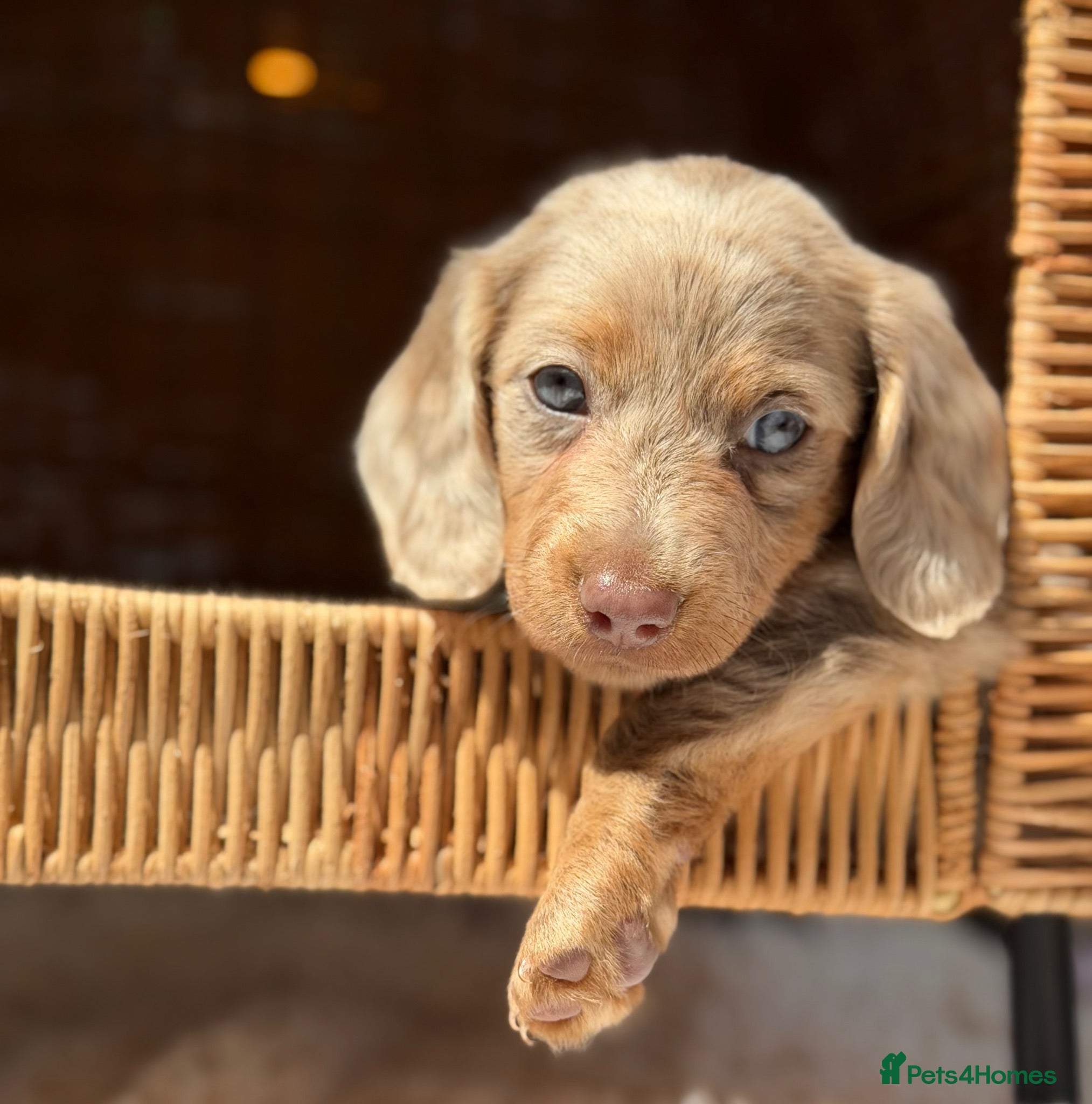 Miniature Dachshund dogs 1 LONGCOAT GIRL LEFT! 6 KC REG BEAUTIFUL BABIES!  - Advert 1