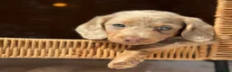 Miniature Dachshund dogs for sale: 1 LONGCOAT GIRL LEFT! 6 KC REG BEAUTIFUL BABIES!  - Advert 1