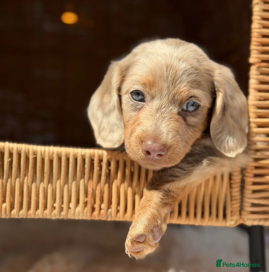 Miniature Dachshund dogs for sale: 1 LONGCOAT GIRL LEFT! 6 KC REG BEAUTIFUL BABIES!  - Advert 1