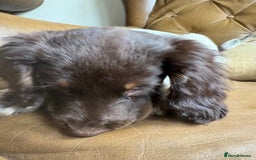 Sprocker dogs for sale: 3 beautiful sprocker pups left - Image 5