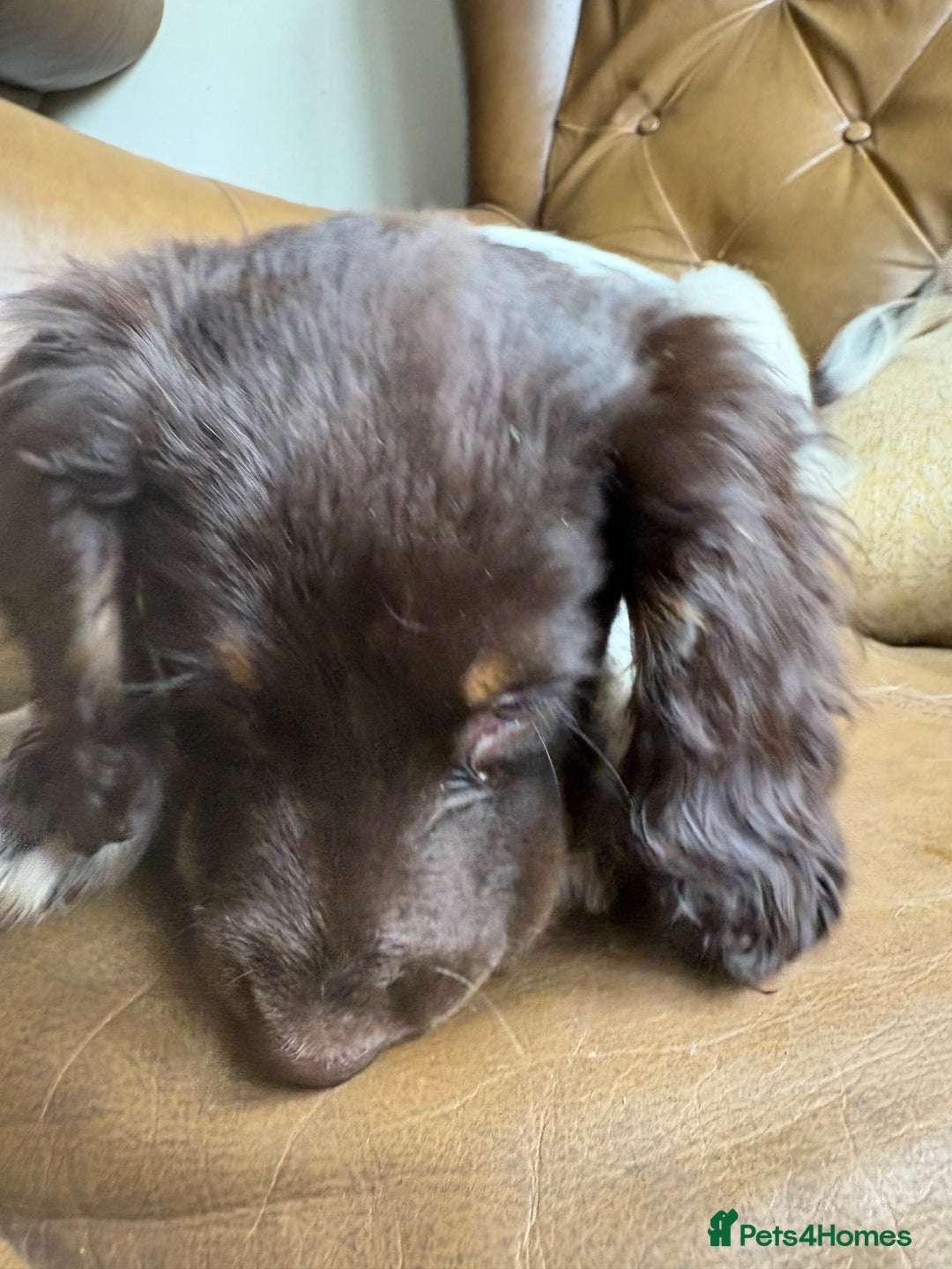 Sprocker dogs for sale: 3 beautiful sprocker pups left - Image 5