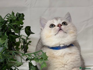 British Shorthair cats British shorthair kittens silver/ golden TICA - Advert 4