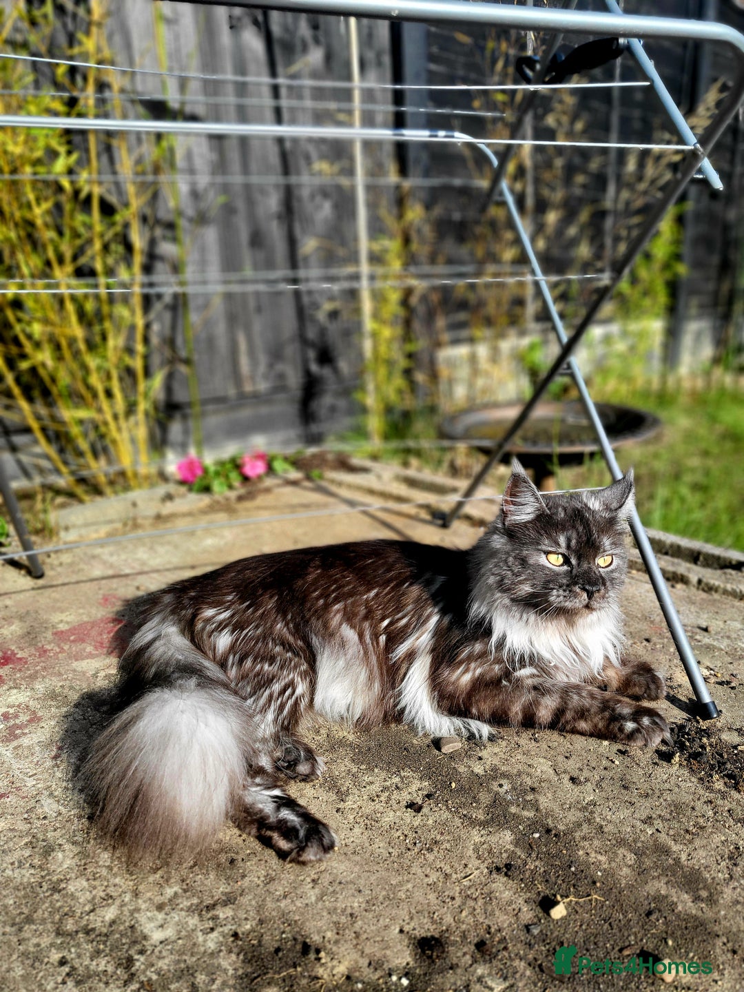 Ragcoon cats for sale: Beautiful girl Ragcoon  - Advert 3