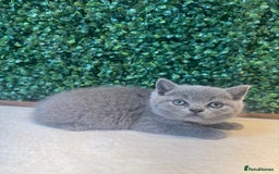 British Shorthair cats for sale: 💕British Shorthair Blue Kittens💕 - Image 4