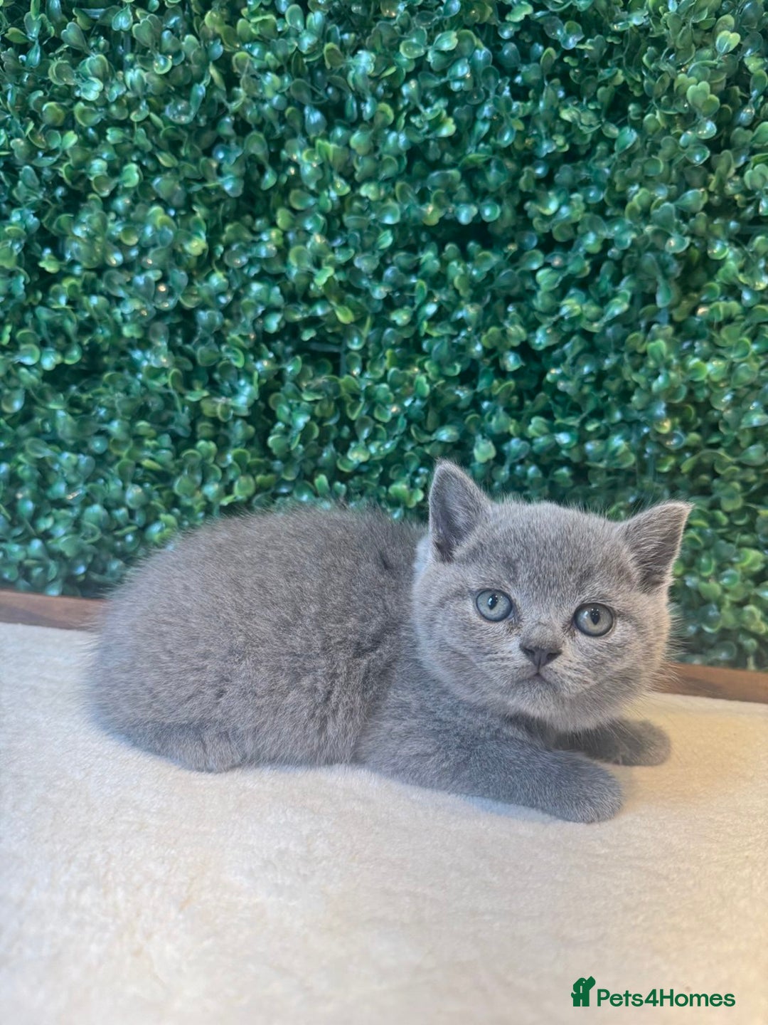 British Shorthair cats for sale: 💕British Shorthair Blue Kittens💕 - Image 4